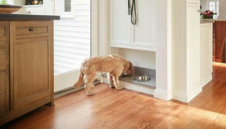 A Guidance for Pet-Keeper: How to Decorate Your Home?