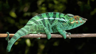 Why Do Chameleons Change Color?